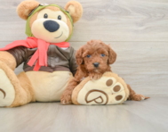 8 week old Cavapoo Puppy For Sale - Puppy Love PR