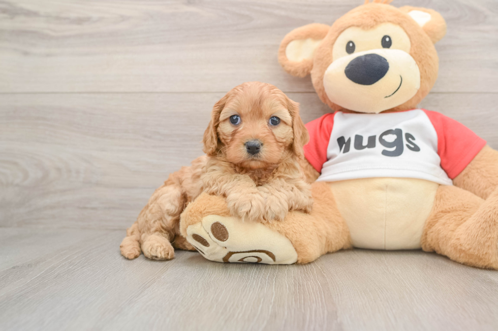 Cavapoo Puppy for Adoption