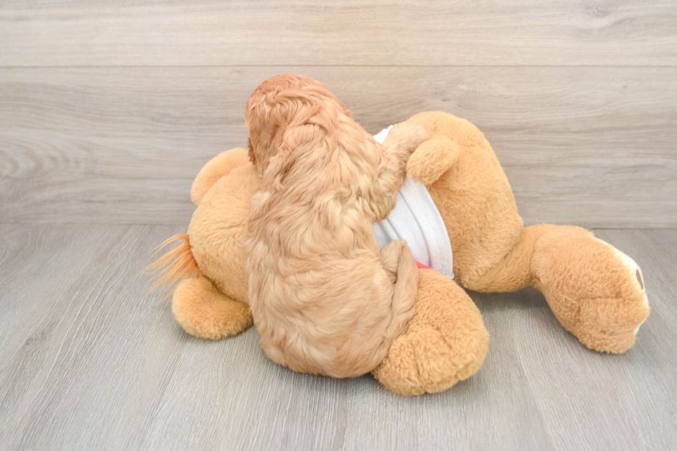 Cavapoo Pup Being Cute