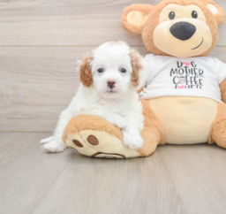 8 week old Cavapoo Puppy For Sale - Puppy Love PR