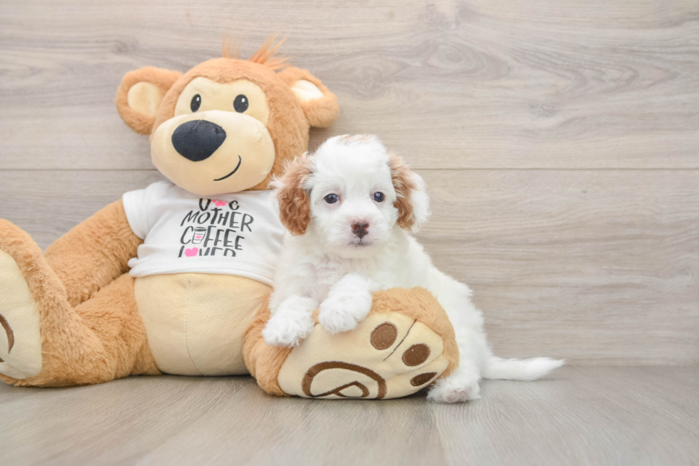 Best Cavapoo Baby