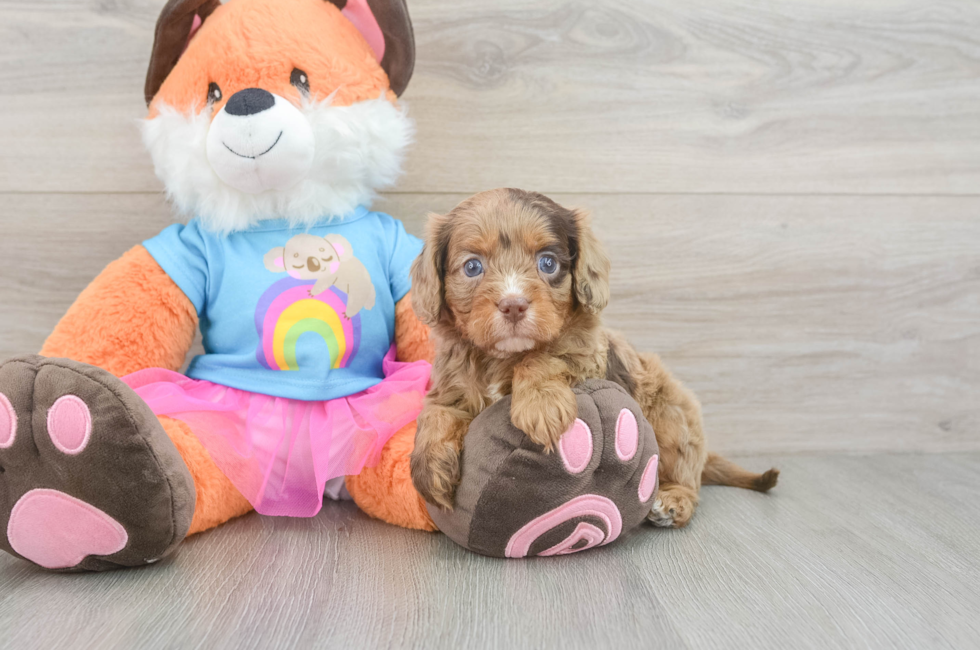 5 week old Cavapoo Puppy For Sale - Puppy Love PR