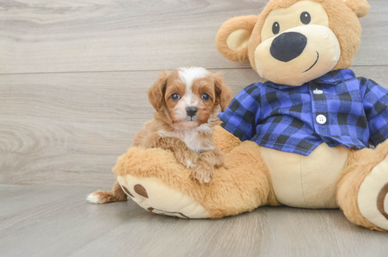 Small Cavapoo Baby