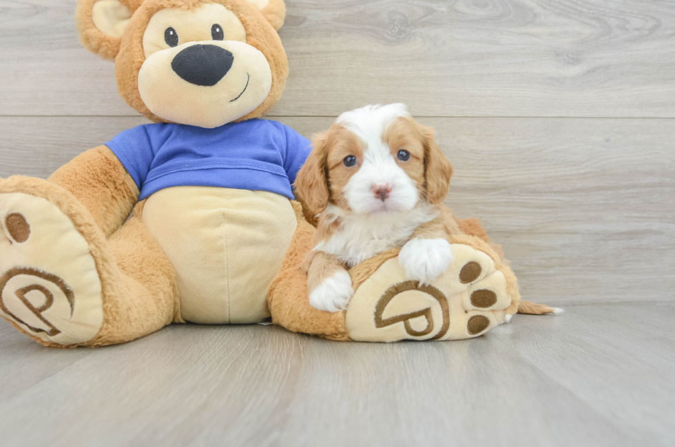 7 week old Cavapoo Puppy For Sale - Puppy Love PR