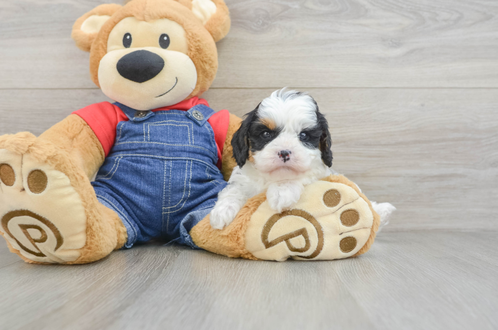 6 week old Cavapoo Puppy For Sale - Puppy Love PR
