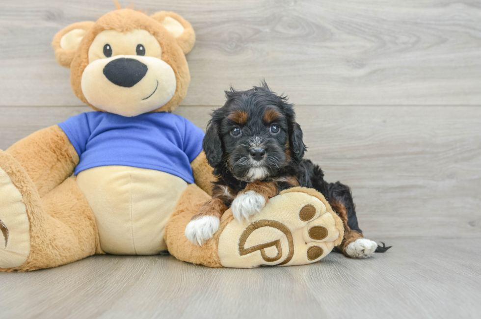 6 week old Cavapoo Puppy For Sale - Puppy Love PR