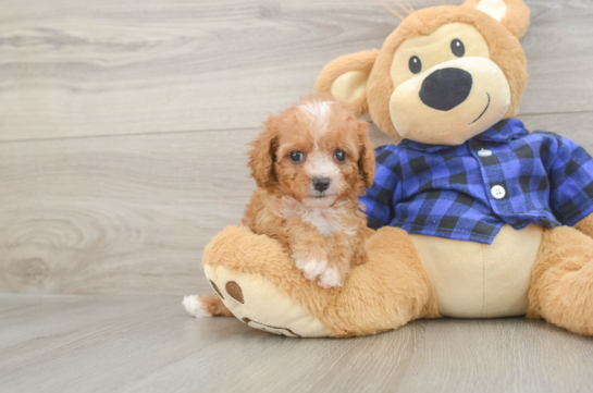 Playful Cavapoodle Poodle Mix Puppy