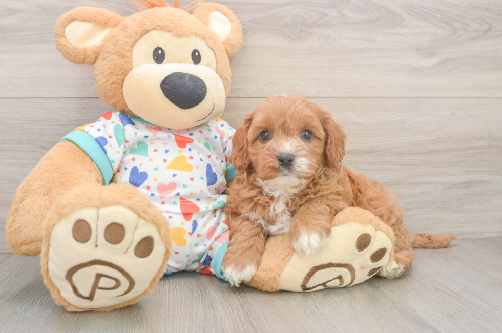 6 week old Cavapoo Puppy For Sale - Puppy Love PR