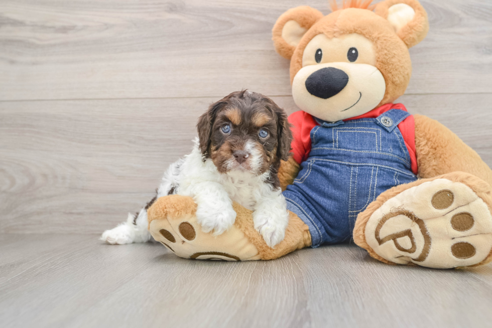 Friendly Cavapoo Baby