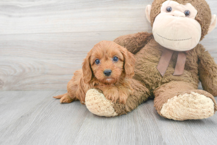Meet Trenton - our Cavapoo Puppy Photo 1/3 - Puppy Love PR Best Cavapoo Baby