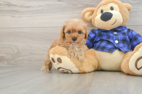 Adorable Cavalier King Charles Spaniel and Poodle Mix Poodle Mix Puppy