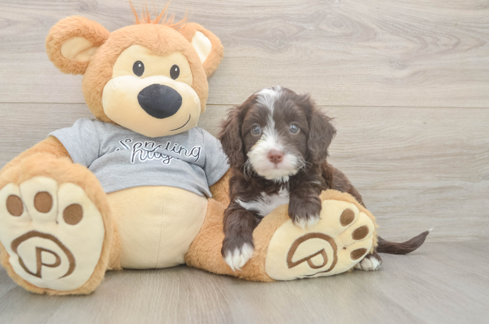 5 week old Cavapoo Puppy For Sale - Puppy Love PR