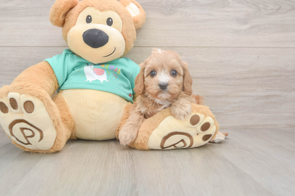 Small Cavapoo Baby