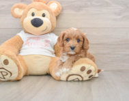 8 week old Cavapoo Puppy For Sale - Puppy Love PR