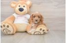 Cavapoo Puppy for Adoption