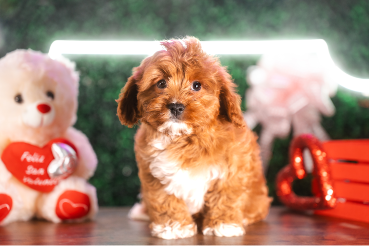 Cavapoo Pup Being Cute