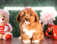 10 week old Cavapoo Puppy For Sale - Puppy Love PR