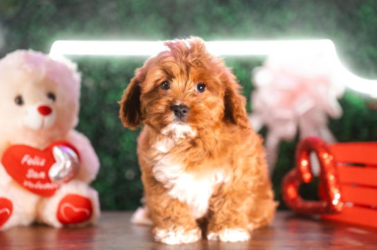 Cavapoo Pup Being Cute