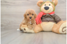 Cavapoo Puppy for Adoption