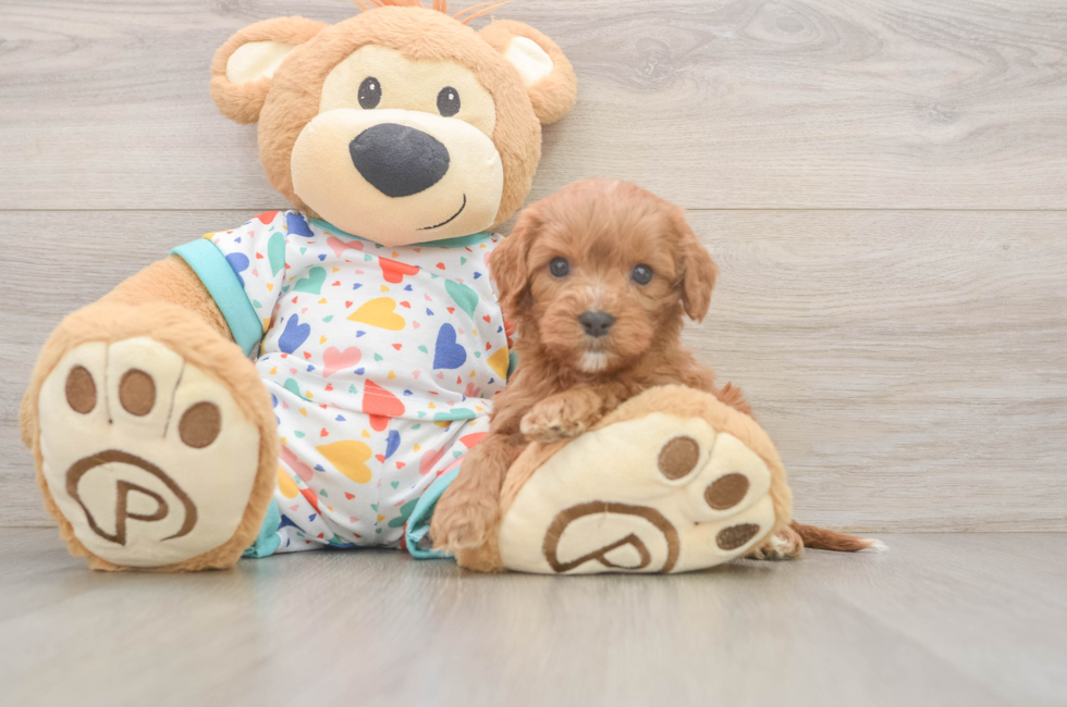 6 week old Cavapoo Puppy For Sale - Puppy Love PR