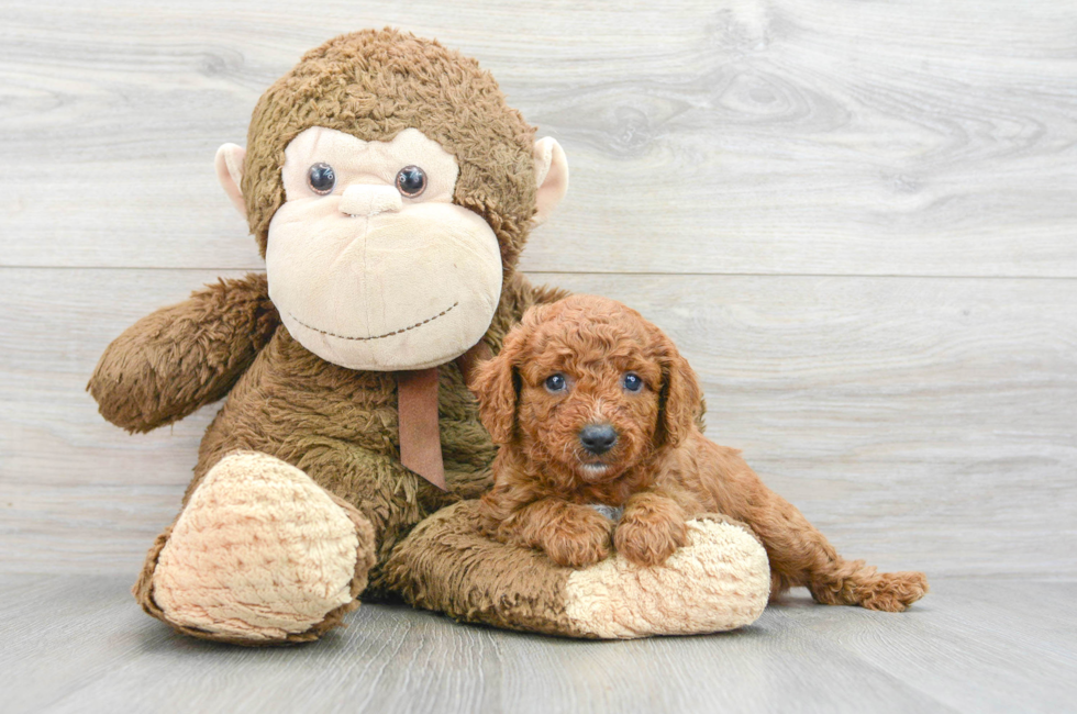 6 week old Cavapoo Puppy For Sale - Puppy Love PR