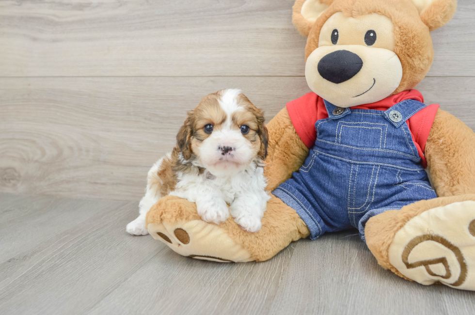 6 week old Cavapoo Puppy For Sale - Puppy Love PR