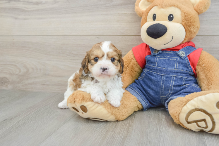 Meet Twirlly - our Cavapoo Puppy Photo 1/3 - Puppy Love PR Petite Cavapoo Poodle Mix Pup
