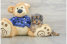 Petite Cavapoo Poodle Mix Pup