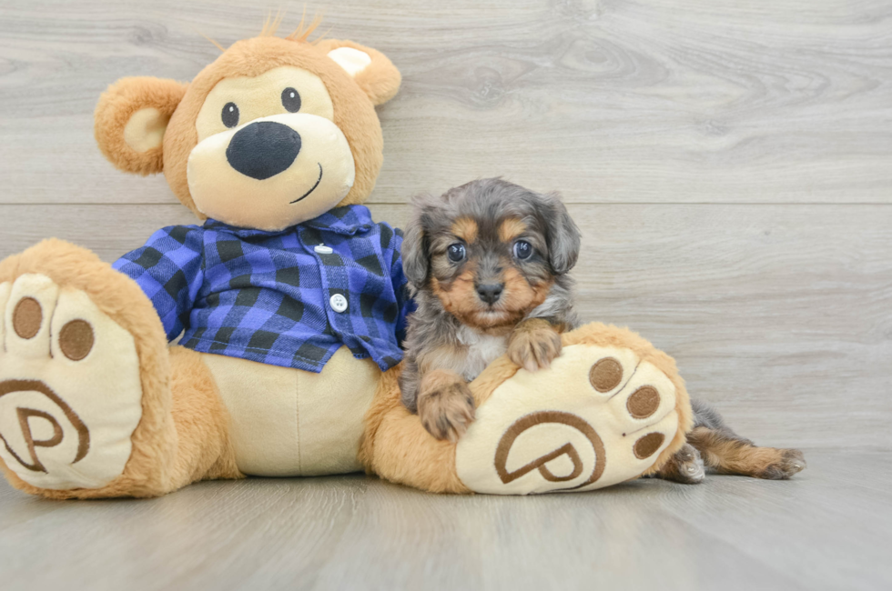 6 week old Cavapoo Puppy For Sale - Puppy Love PR