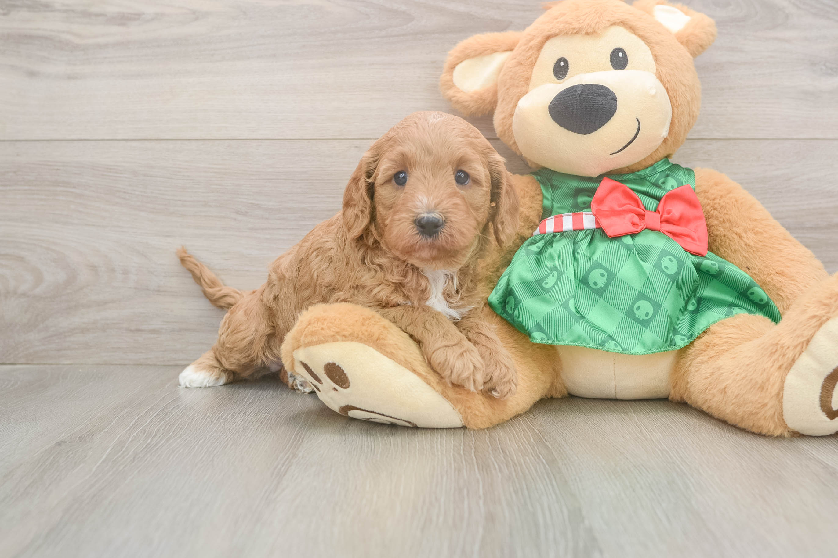Fluffy Cavapoo Poodle Mix Pup