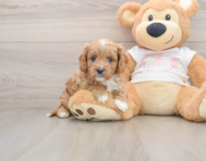 8 week old Cavapoo Puppy For Sale - Puppy Love PR