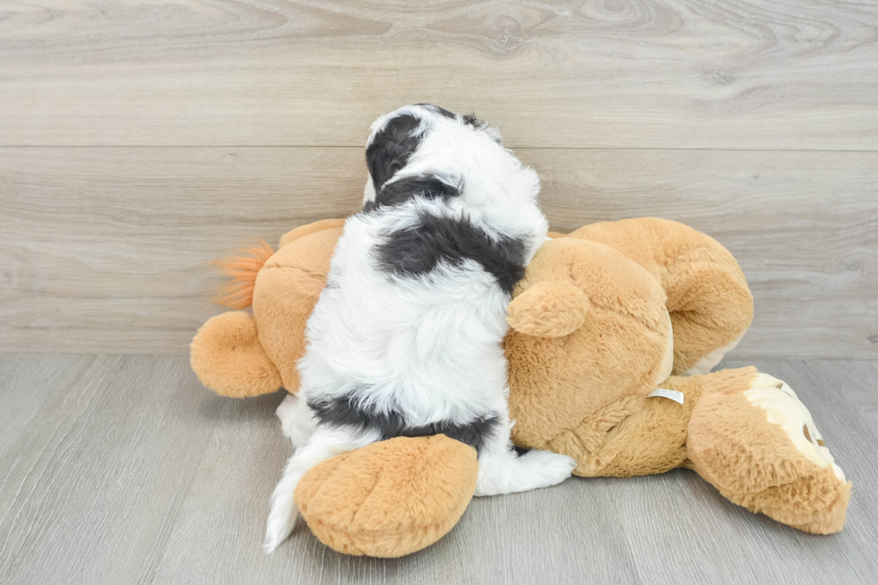 Best Cavapoo Baby