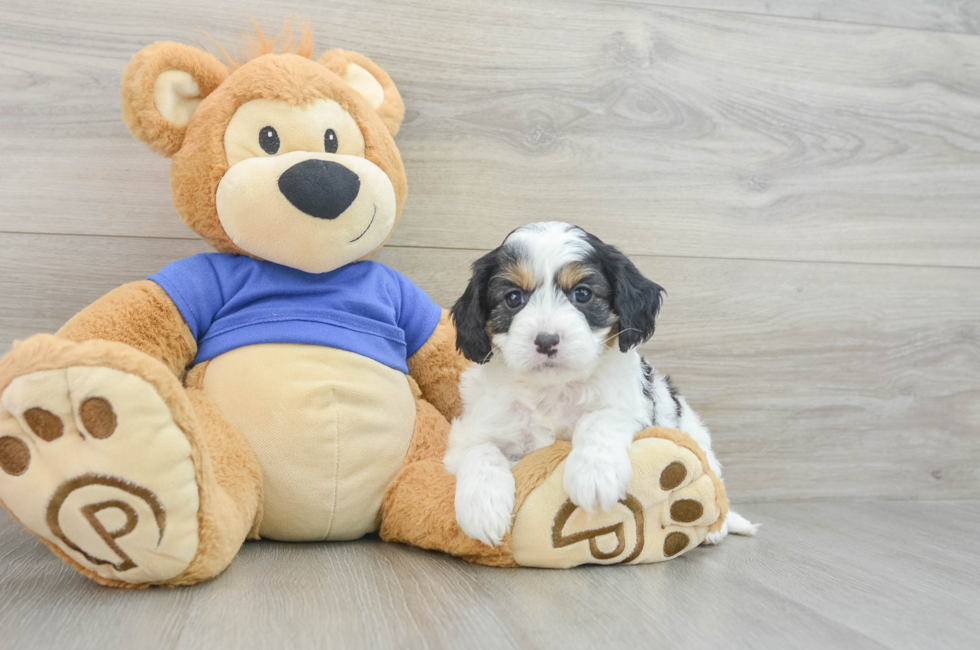 7 week old Cavapoo Puppy For Sale - Puppy Love PR