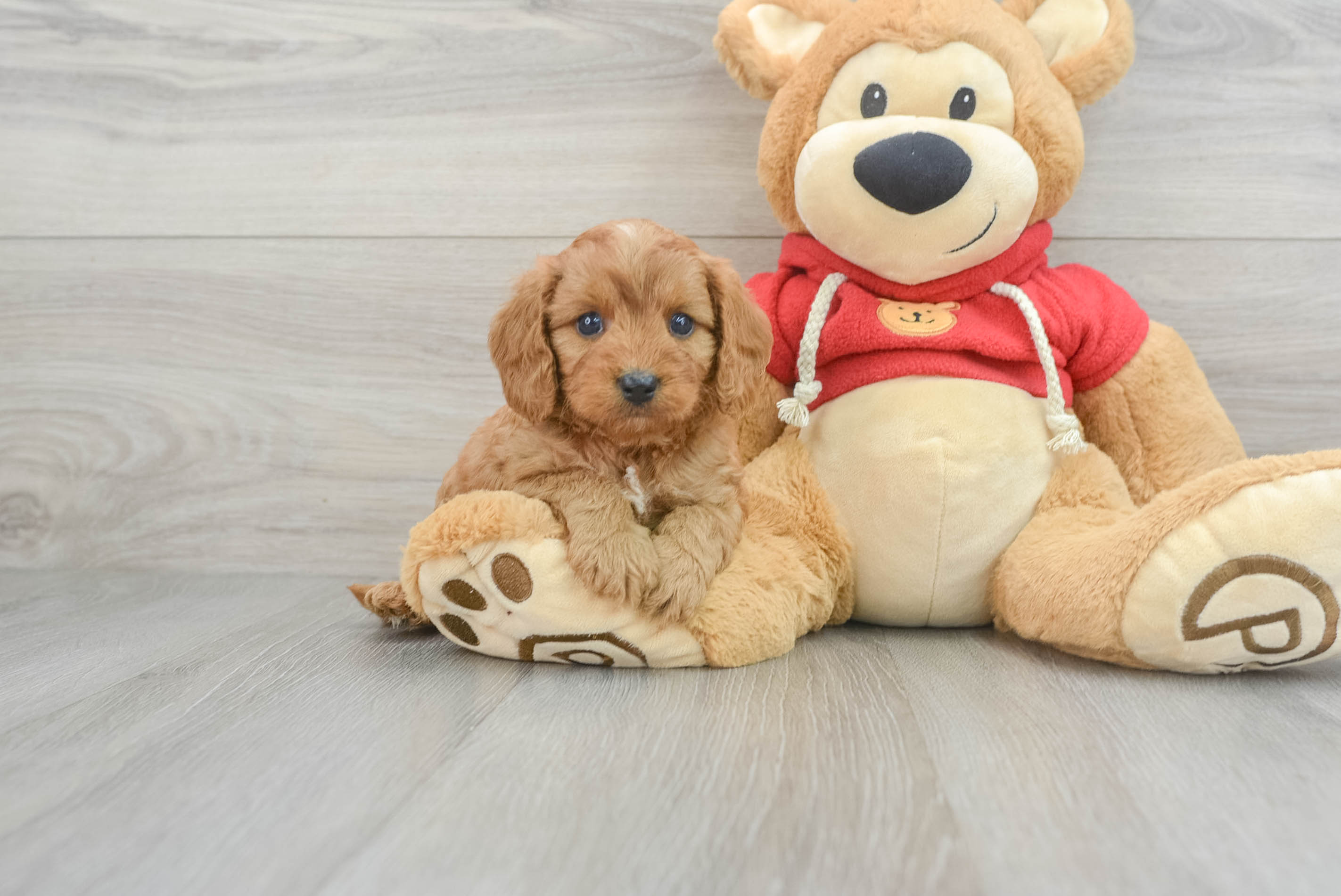 Cavapoo Pup Being Cute