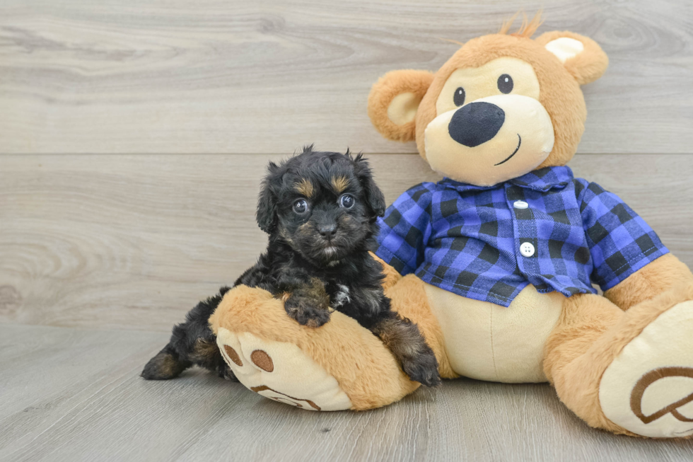 Best Cavapoo Baby
