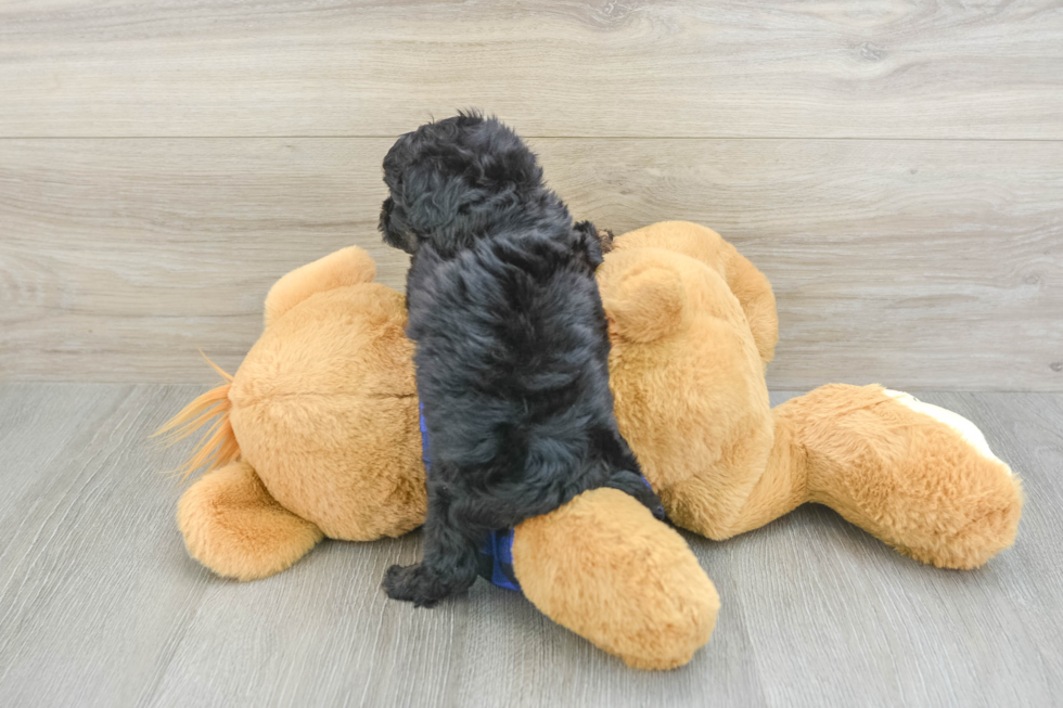 Best Cavapoo Baby