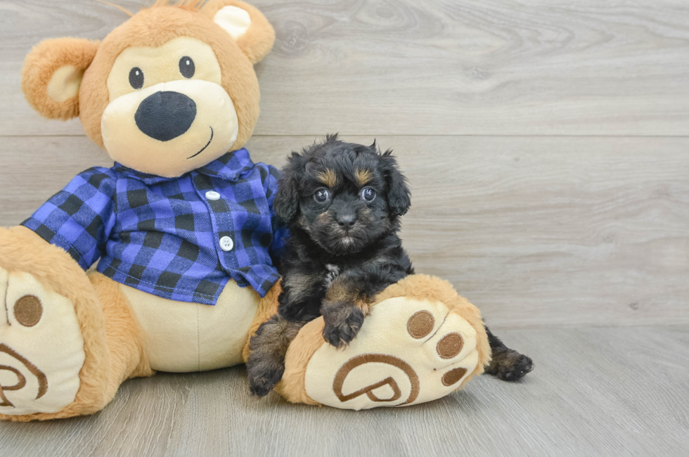 6 week old Cavapoo Puppy For Sale - Puppy Love PR