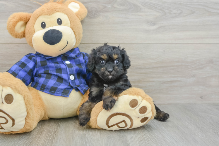 Meet Tyra - our Cavapoo Puppy Photo 1/3 - Puppy Love PR Sweet Cavapoo Baby