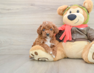 9 week old Cavapoo Puppy For Sale - Puppy Love PR
