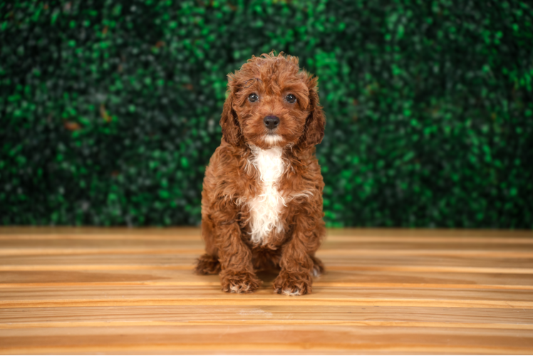 Cute Cavapoo Poodle Mix Pup