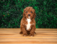 10 week old Cavapoo Puppy For Sale - Puppy Love PR