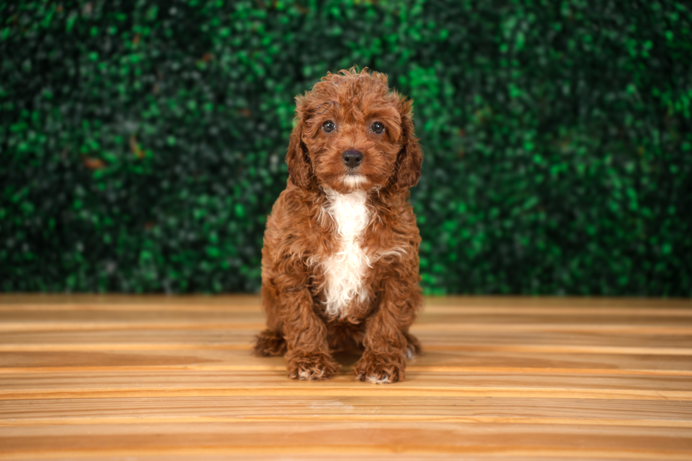 Cute Cavapoo Poodle Mix Pup