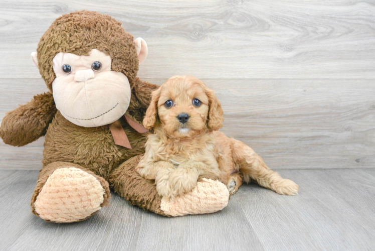 Cavapoo Pup Being Cute