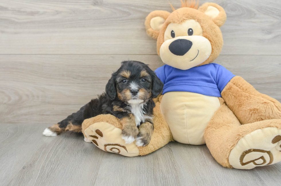 7 week old Cavapoo Puppy For Sale - Puppy Love PR