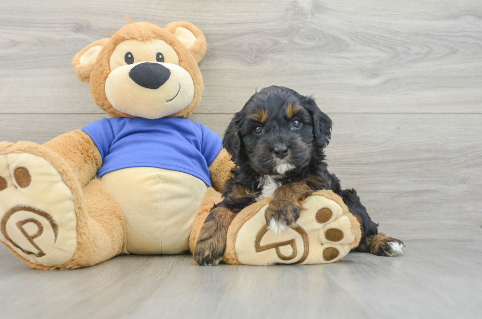 6 week old Cavapoo Puppy For Sale - Puppy Love PR