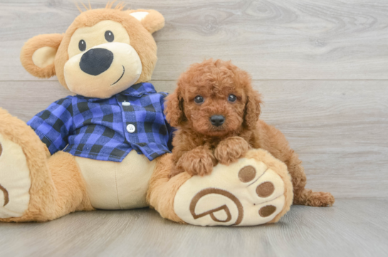 Popular Cavapoo Poodle Mix Pup