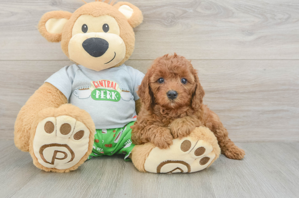 6 week old Cavapoo Puppy For Sale - Puppy Love PR