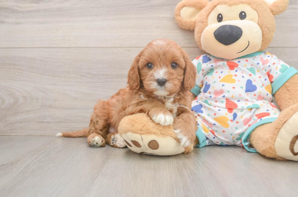 6 week old Cavapoo Puppy For Sale - Puppy Love PR