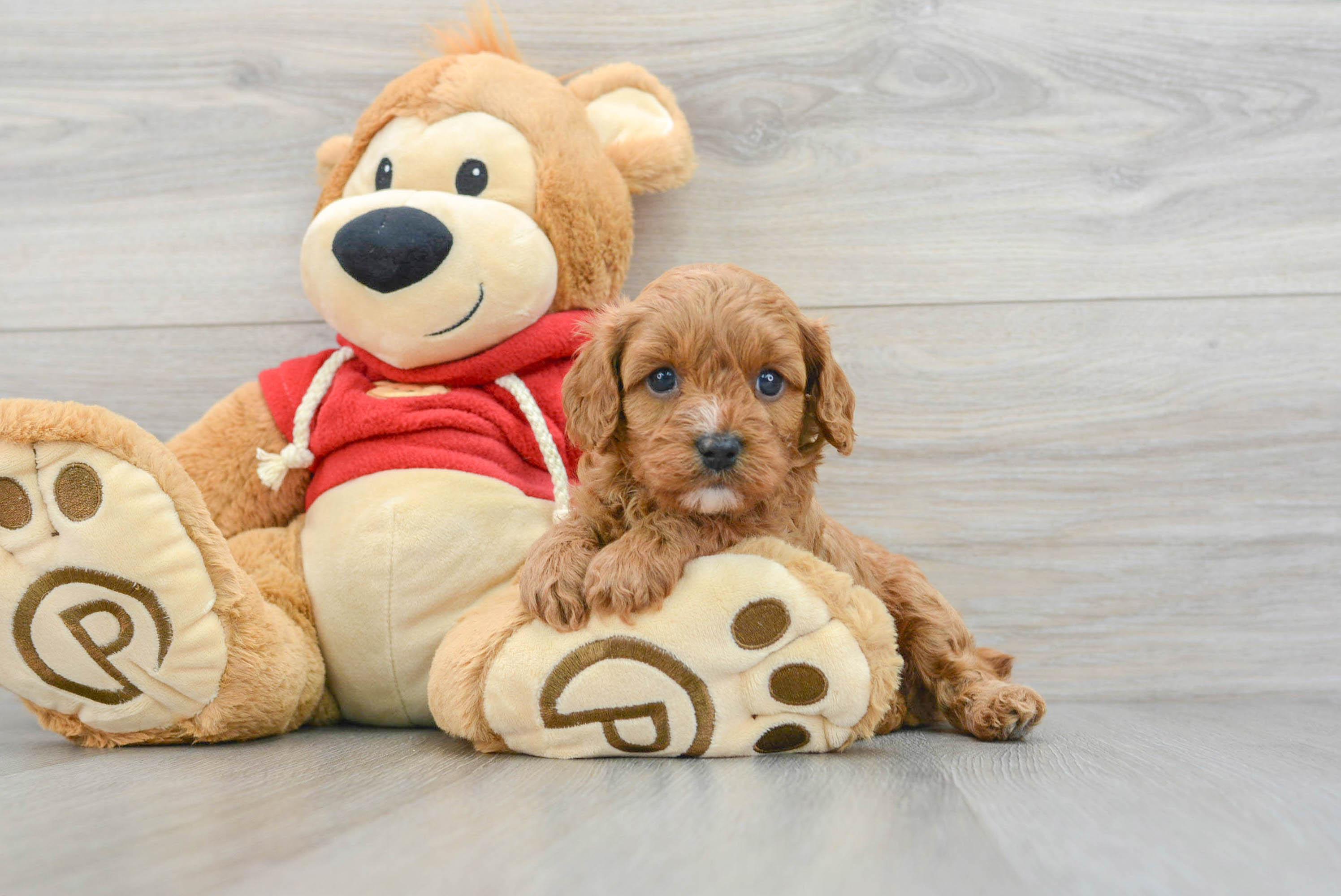 Sweet Cavapoo Baby