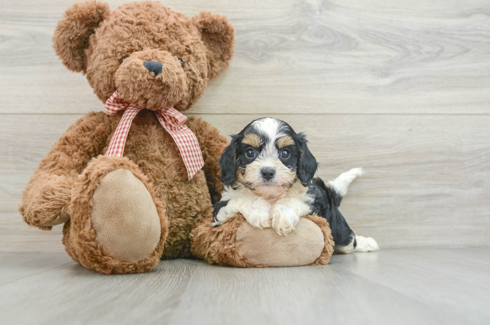 7 week old Cavapoo Puppy For Sale - Puppy Love PR